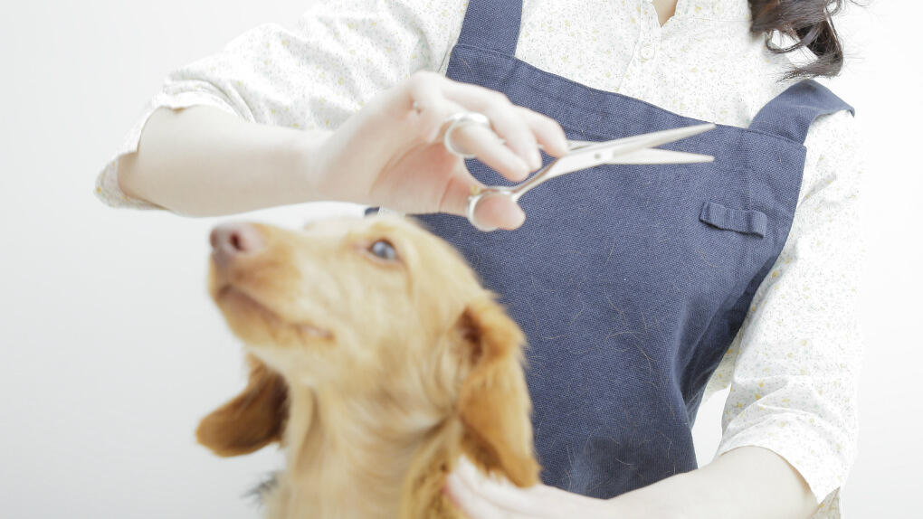 ペットサロンのホームページ作成！開設のメリットや作成のポイントは？